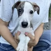 ウィペット