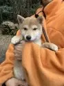 豆柴【静岡県・男の子・2024年10月4日・赤】の写真3