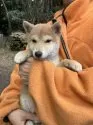 豆柴【静岡県・男の子・2024年10月4日・赤】の写真4