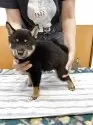 豆柴【静岡県・男の子・2025年5月18日・黒】の写真4