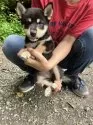 豆柴【静岡県・女の子・2025年5月19日・黒】の写真5