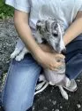 ウィペット【静岡県・男の子・2025年6月23日・ブリンドルアンドホワイト】の写真5