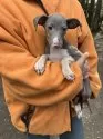 イタリアングレーハウンド【静岡県・男の子・2024年11月17日・ブルーアンドホワイト】の写真6