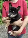 豆柴【静岡県・男の子・2025年5月18日・黒】の写真7
