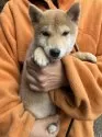 豆柴【静岡県・男の子・2024年10月4日・赤】の写真8