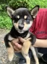 豆柴【静岡県・女の子・2025年5月19日・黒】の写真9