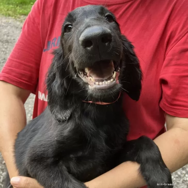 ID：2408-02724の子犬
