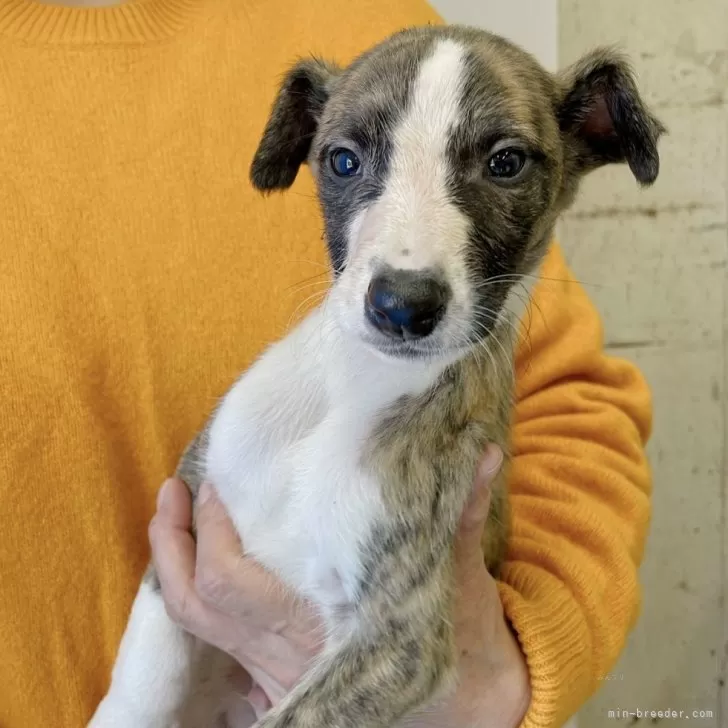 ID：2312-04969の子犬