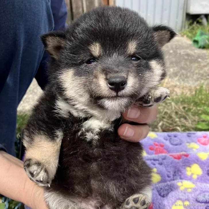 hirokoto 様のお迎えした子犬