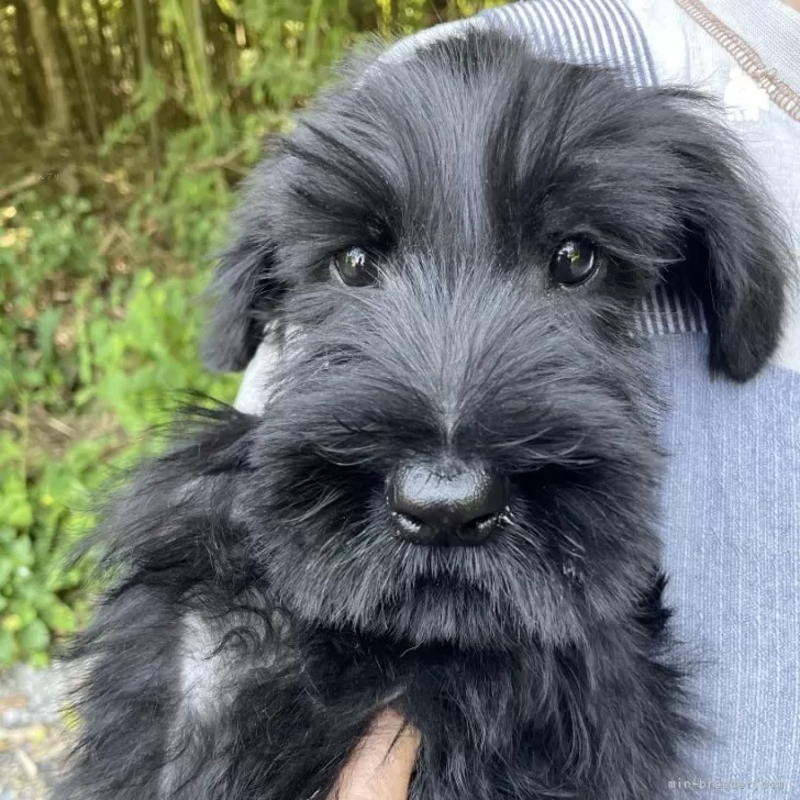 ID:2407-07487の子犬