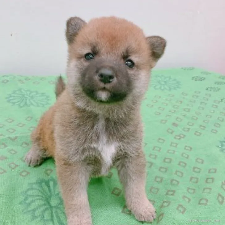 ID:2305-01480の子犬