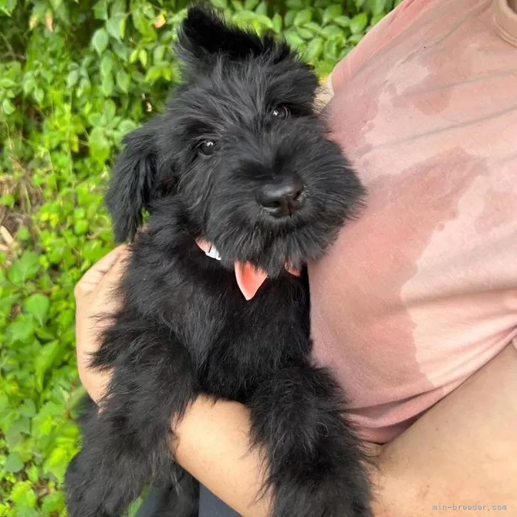 ID：2408-04101の子犬