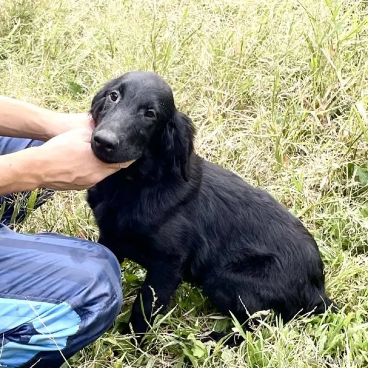 ID：2307-05543の子犬