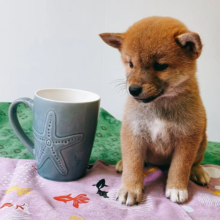 ID:2307-06698の子犬
