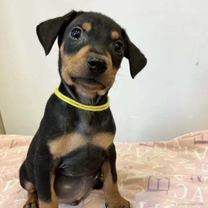 ID：2311-00133の子犬