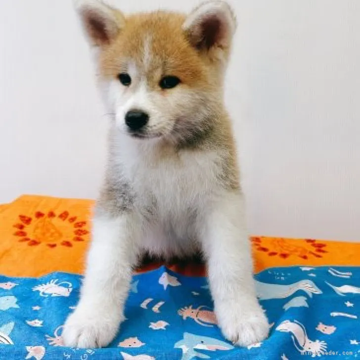 ID:2307-03062の子犬