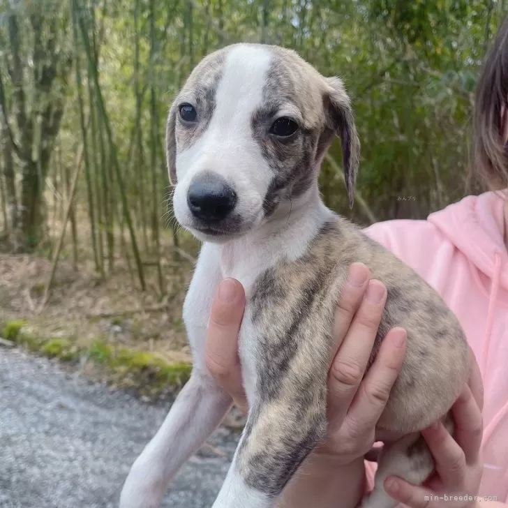 ID：2403-02233の子犬