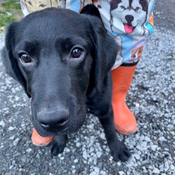 ラブラドールレトリバー【静岡県・男の子・2023年9月3日・ブラック】の写真「表情たっぷり、でんとした男の子」