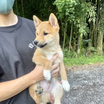 柴犬(豆柴)【静岡県・男の子・2023年4月7日・赤】の写真「柴の男の子らしい、しっかりとした顔立ちです。」
