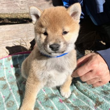 柴犬(豆柴)【静岡県・男の子・2023年10月15日・赤】の写真「小さめな2姉弟、元気いっぱいなブルーリボン君。」