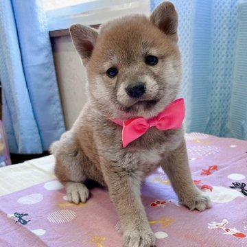 柴犬(豆柴)【静岡県・女の子・2023年12月29日・赤】の写真「とっても美人さんなピンクリボンちゃん」