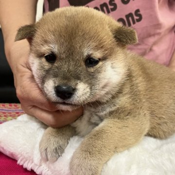 柴犬(豆柴)【静岡県・女の子・2024年9月10日・赤】の写真「困った顔の静かな女の子」