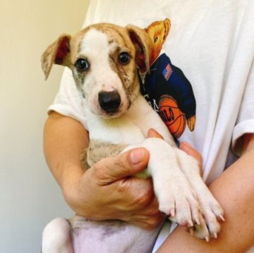 ウィペット【静岡県・男の子・2023年6月1日・ブリンドルアンドホワイト】の写真「むちっとしたボディの可愛い男の子」