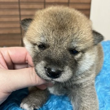 柴犬(豆柴)【静岡県・男の子・2024年9月1日・赤】の写真「プクプクもちもちなベイビーボーイ兄」