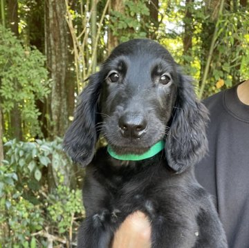 フラットコーテッドレトリバー【静岡県・女の子・2023年5月1日・ブラック】の写真「可愛いお顔のおしゃまさん。」