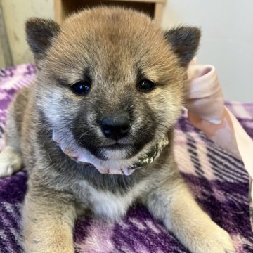 柴犬(豆柴)【静岡県・女の子・2023年11月17日・赤】の写真「小さめな2姉弟、むちむちモコモコな女の子」