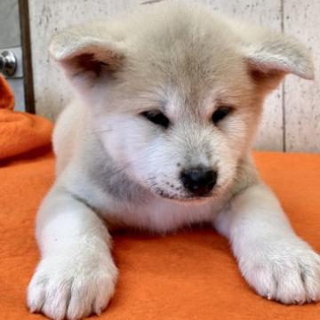 秋田犬【静岡県・女の子・2022年10月25日・赤】の写真「姉妹で一番小柄だけどぷりっと詰まった元気な女の子。」