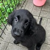 フラットコーテッドレトリバー【静岡県・女の子・2023年5月28日・ブラック】の写真1「8月7日撮影」