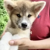 秋田犬【静岡県・男の子・2024年6月15日・赤】の写真1