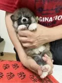 秋田犬【静岡県・男の子・2024年6月15日・赤】の写真2