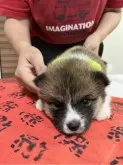 秋田犬【静岡県・男の子・2024年6月15日・赤】の写真3