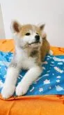 秋田犬【静岡県・男の子・2023年5月18日・赤】の写真3「とにかく男前です。」