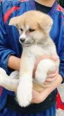 秋田犬【静岡県・女の子・2023年3月13日・赤】の写真4
