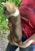 秋田犬【静岡県・男の子・2024年6月15日・赤】の写真4