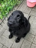 フラットコーテッドレトリバー【静岡県・女の子・2023年5月28日・ブラック】の写真4
