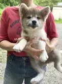 秋田犬【静岡県・男の子・2024年6月15日・赤】の写真5