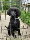 フラットコーテッドレトリバー【静岡県・女の子・2023年5月28日・ブラック】の写真5