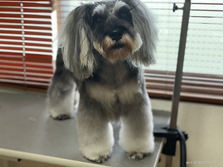 アナ｜空本　英徳(そらもと　ひでのり)ブリーダー(大分県・ミニチュアシュナウザー・JKC登録)の紹介写真5