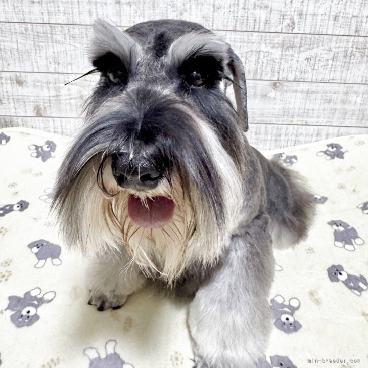 ブリーダー画像