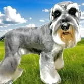 ミニチュアシュナウザー【大分県・男の子・2025年2月20日・ソルト&ペッパー】の写真4