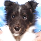 シェットランドシープドッグ