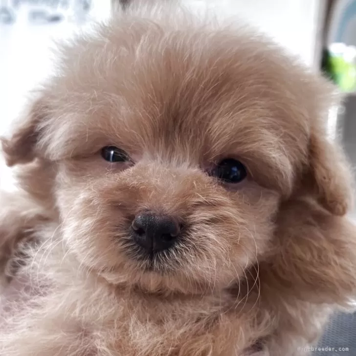 ID：2508-02503の子犬