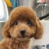 タイニープードル