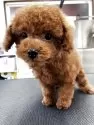 タイニープードル