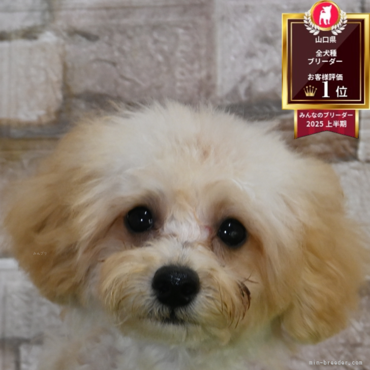 ブリーダー画像