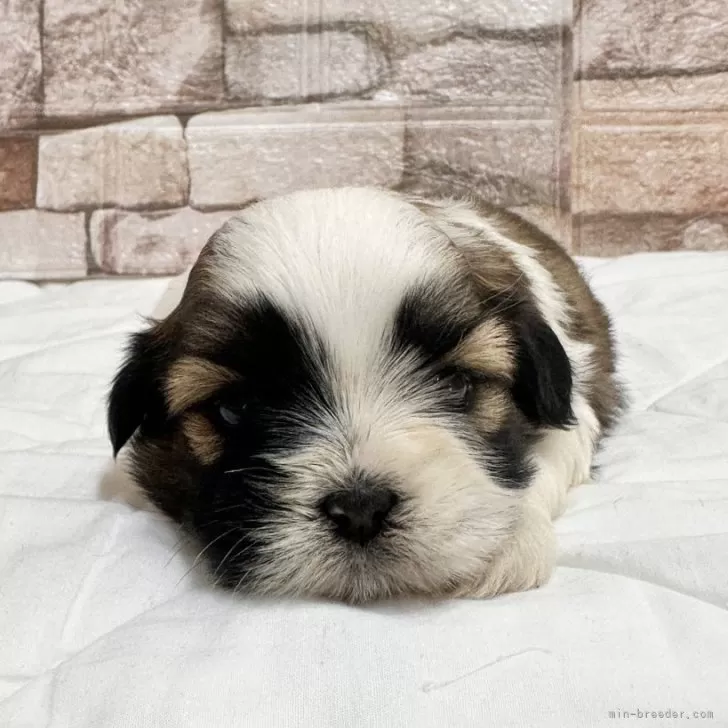 ID：2505-03071の子犬